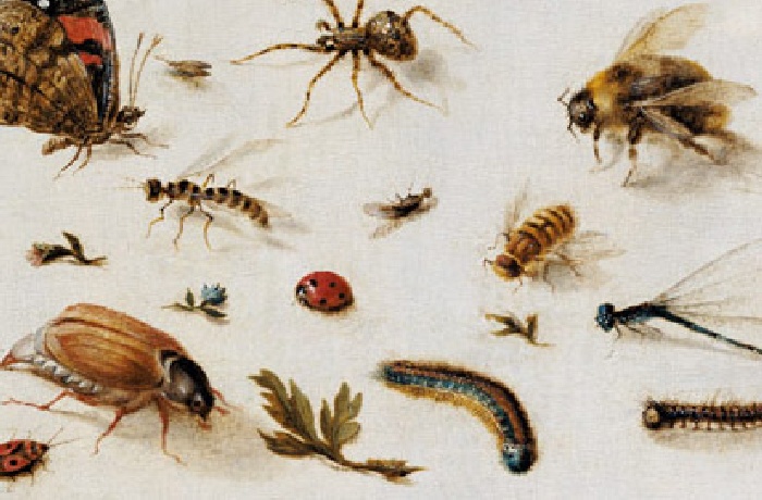 Immagini, dipinti e stampe di insetti