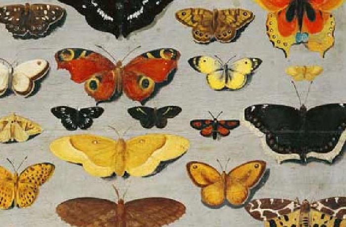 Dipinte e stampe di farfalle