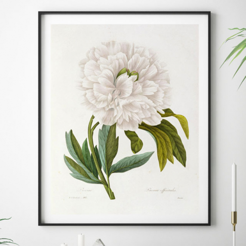 Illustrazioni grafiche di botanica da acquistare online