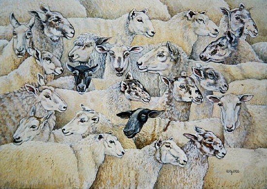 Sheep-Blanket  a Ditz 