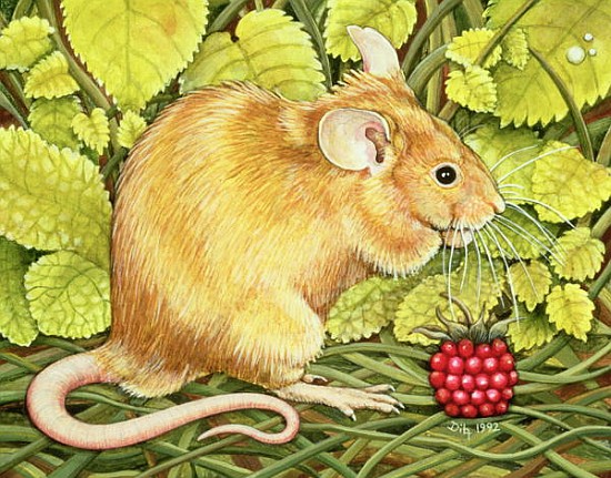 The Raspberry-Mouse  a Ditz 