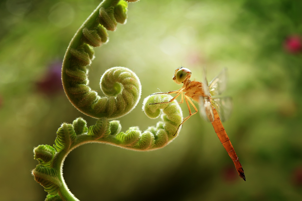 Ferns and Dragonflies a Abdul Gapur Dayak