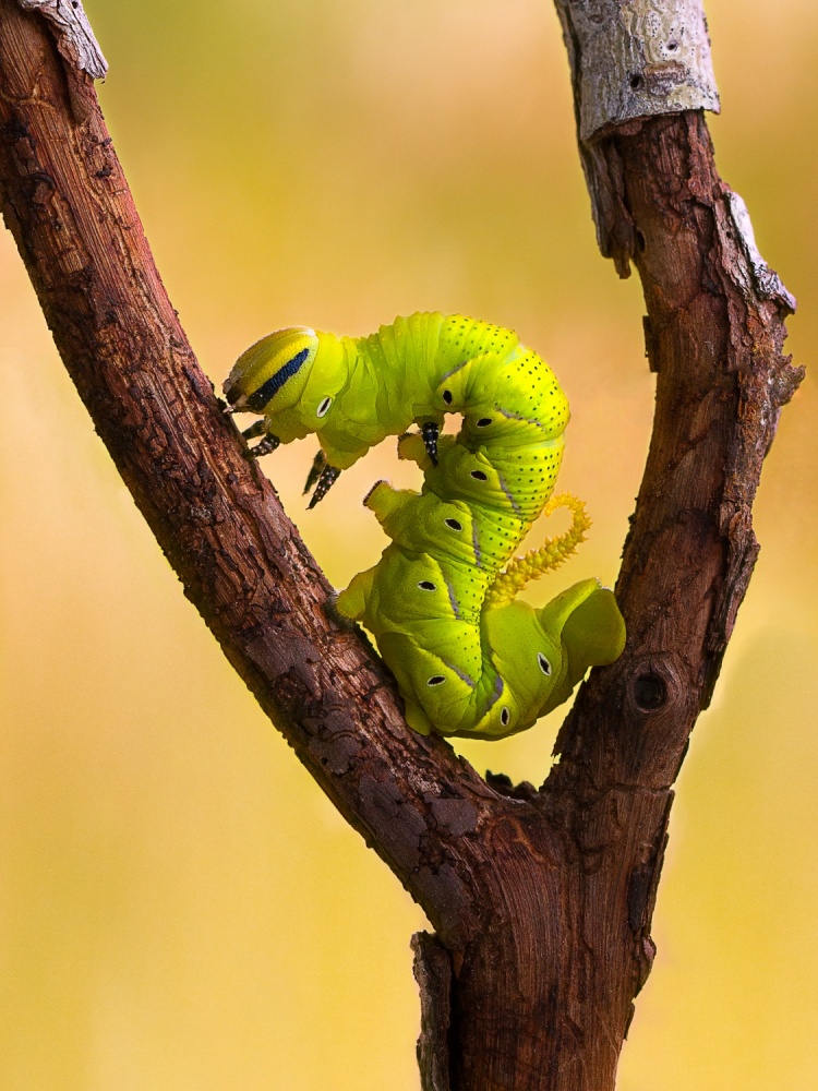 Fluorescence Caterpillar a Aditya P. Nugraha