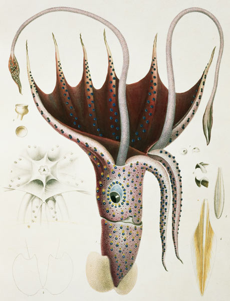 Squid, Pl.2 from ''Histoire Naturelle Generale et Particuliere des Cephalopodes Acetabuliferes'', pu a (after) Antoine Chazal
