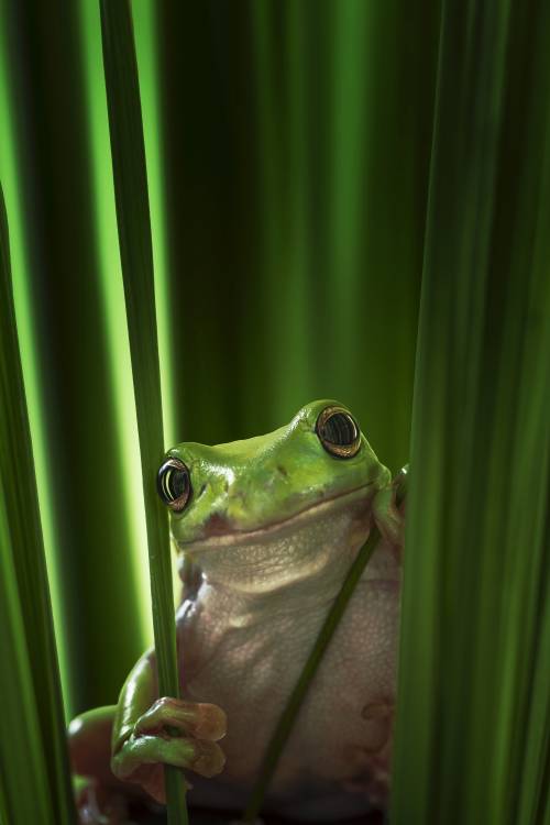 Green Frog a Ahmad Gafuri