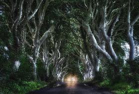 The Dark hedges