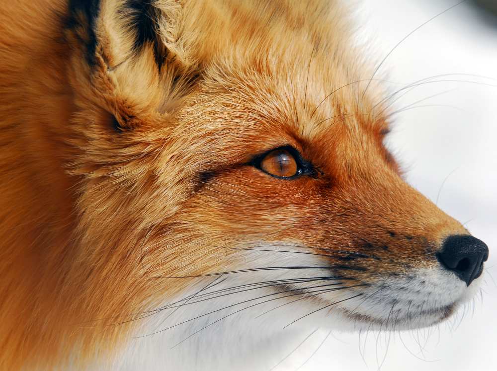 Red Fox a Alain Turgeon