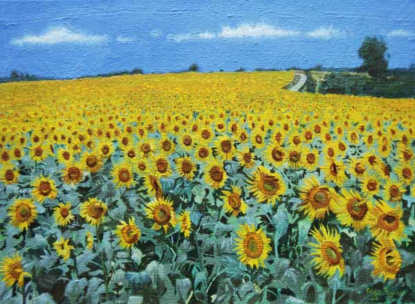 Field of Sunflowers, 2002 (oil on canvas)  a Alan  Byrne