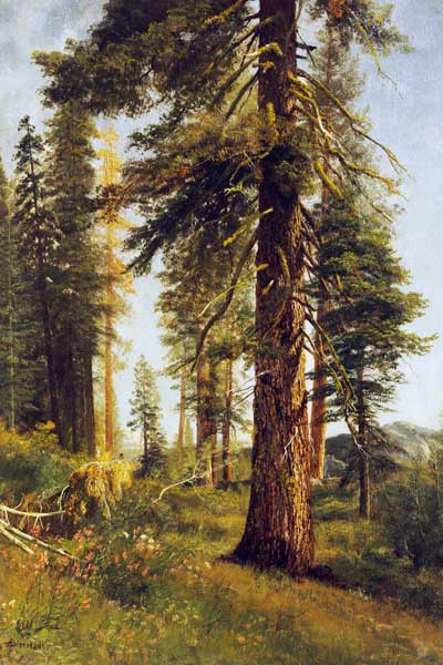 California Redwoods (oil on paper) a Albert Bierstadt