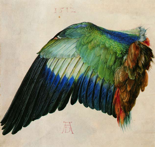 Ala di un uccello a Albrecht Durer