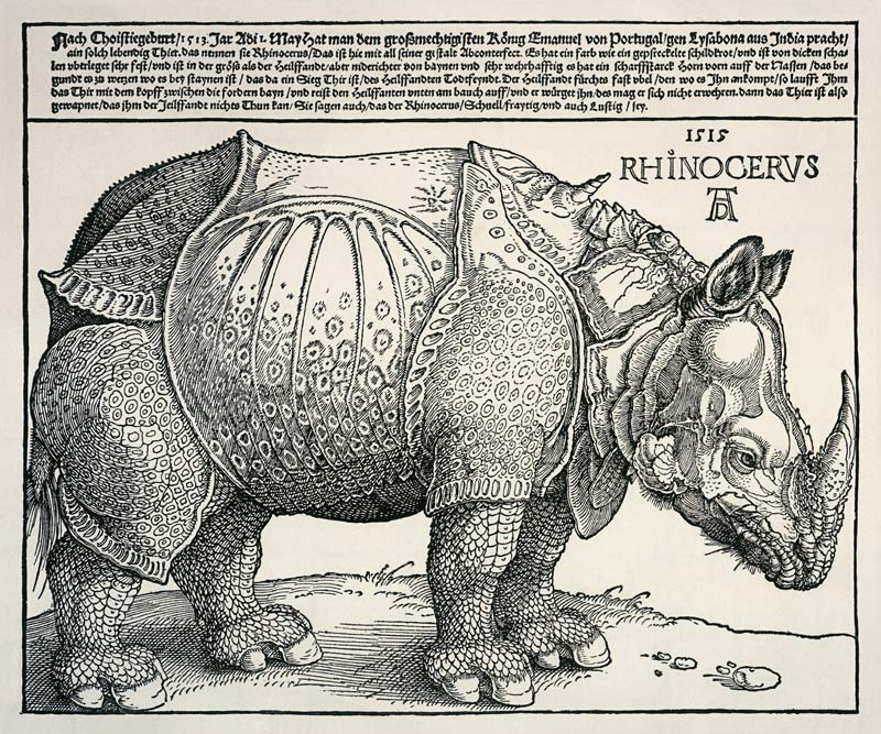 Rinoceronte a Albrecht Durer