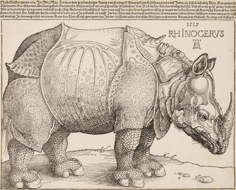 Rhinocerus (Das Rhinozeros) a Albrecht Durer