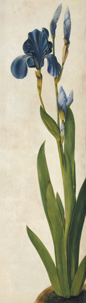 Un Iris  a Albrecht Durer
