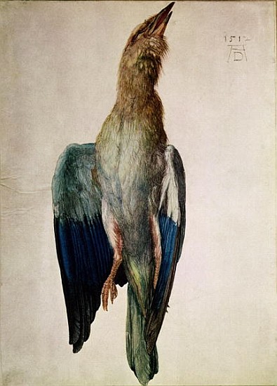 Blue Crow, 1512 (w/c & gouache on vellum) a Albrecht Durer
