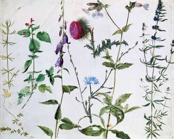 Eight Studies of Wild Flowers a Albrecht Durer