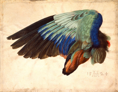 Ala di un uccello a Albrecht Durer