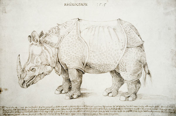 Rhinoceros a Albrecht Durer