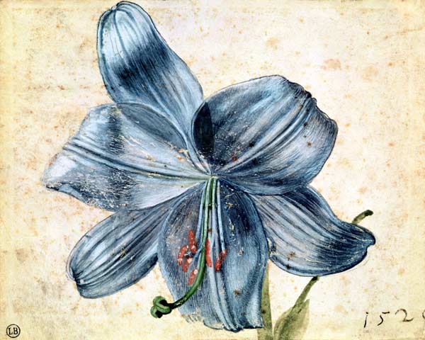 Study of a lily a Albrecht Durer