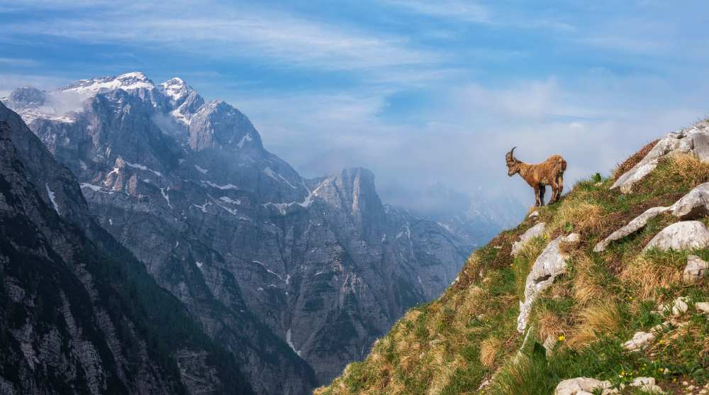 Alpine Ibex in the mountains a Ales Krivec