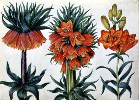 Crown Imperial Lily a Alexander Marshal