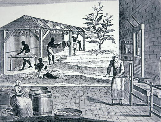 The cultivation of tobacco in Colonial America (engraving) a Scuola Americana