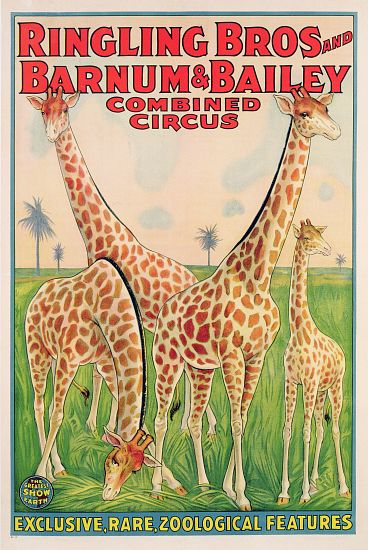 Poster advertising Ringling Bros and Barnum & Bailey Combined Circus a American School, (20th century)