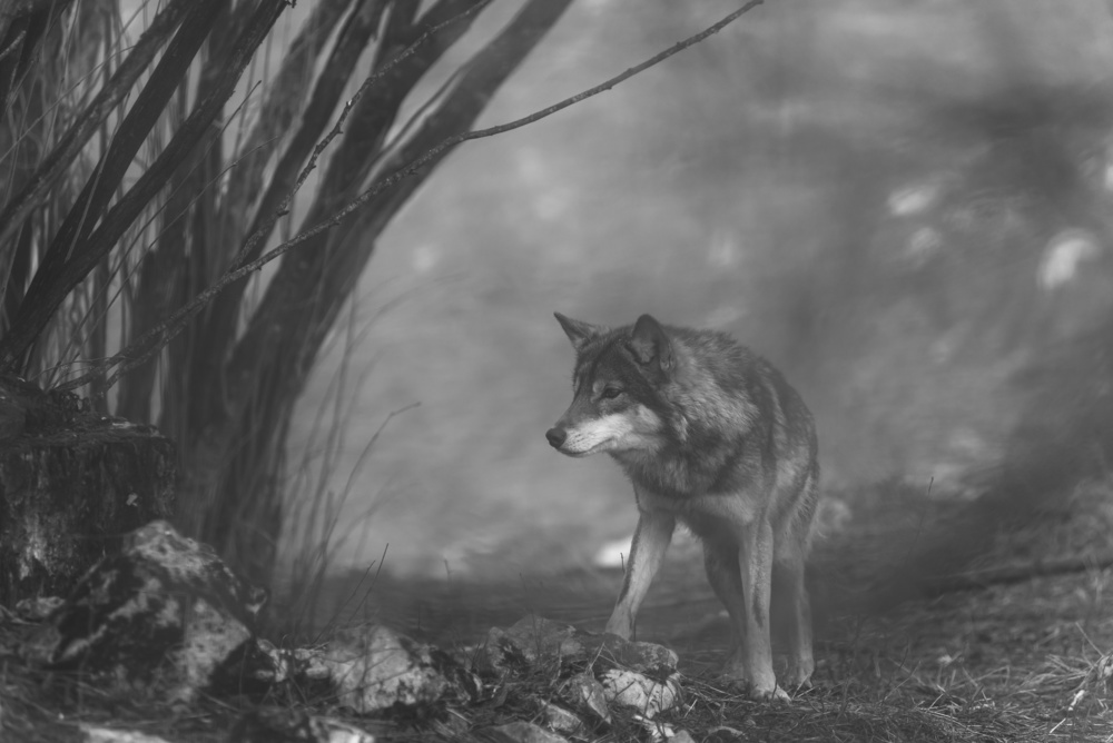 the European gray wolf stands in the forest a Amir Bajrich