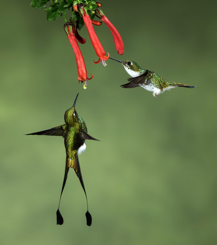 Booted Racket-tail Hummingbirds a Amy Marques