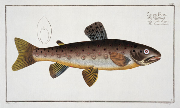Brown Trout (Salmo Iasustris) plate XXIII from 'Ichthyologie, ou histoire naturelle generale et part a Andreas-Ludwig Kruger