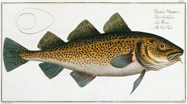 Cod (Gadus Morhua) plate LXIV from 'Ichthyologie, ou histoire naturelle generale et particuliere des a Andreas-Ludwig Kruger