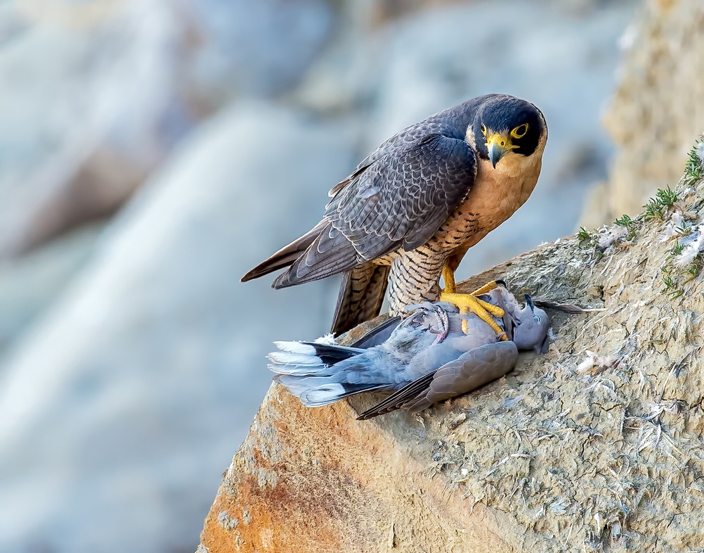 Falcon with prey. a Andrew J. Lee