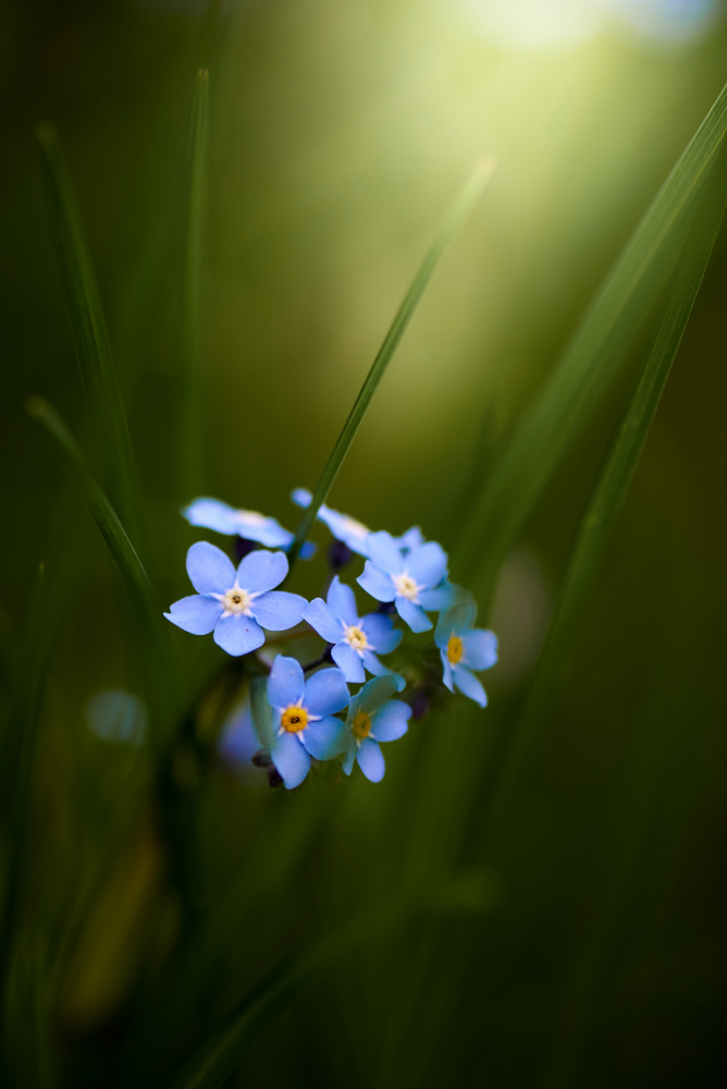 Forget-me-not a Andrii Kazun