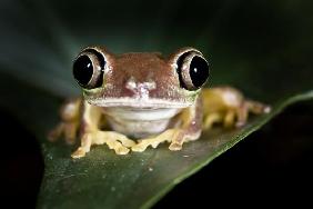 Lemurenlaubfrosch - Phyllomedusa lemur 2