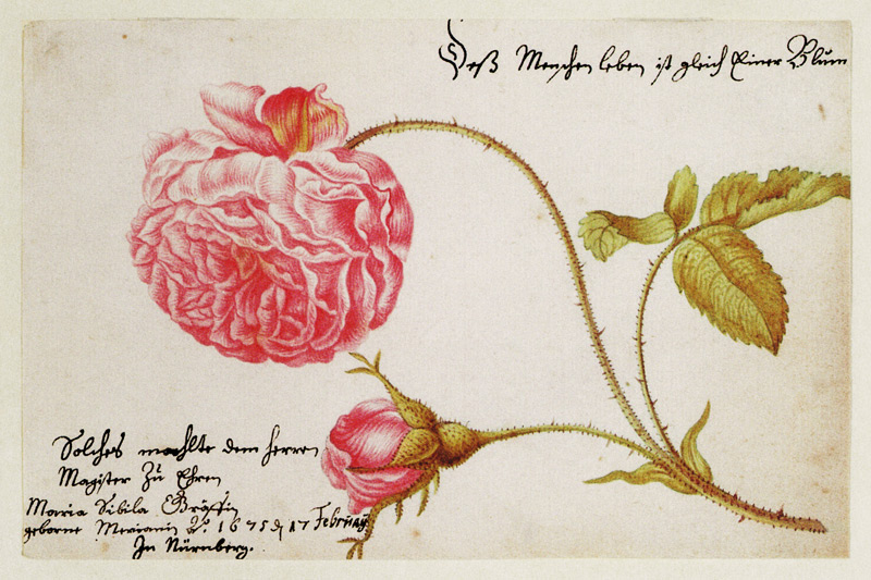 Album sheet with a rose a Anna Maria Sibylla Merian