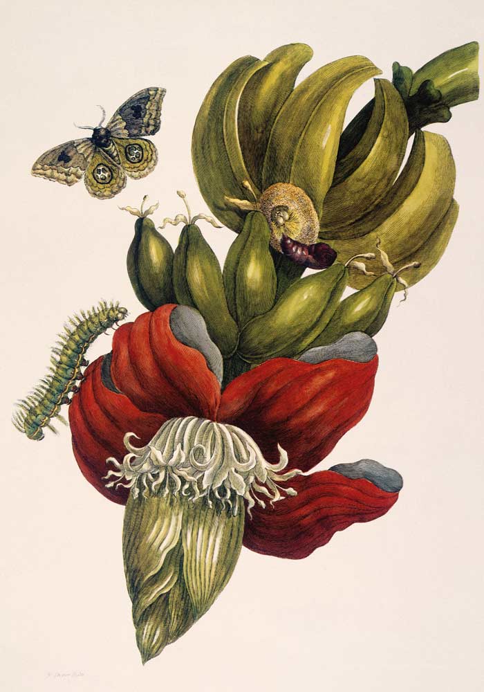 Blühende Banane und Automeris (Musa sapientium und Automeris liberia). a Anna Maria Sibylla Merian