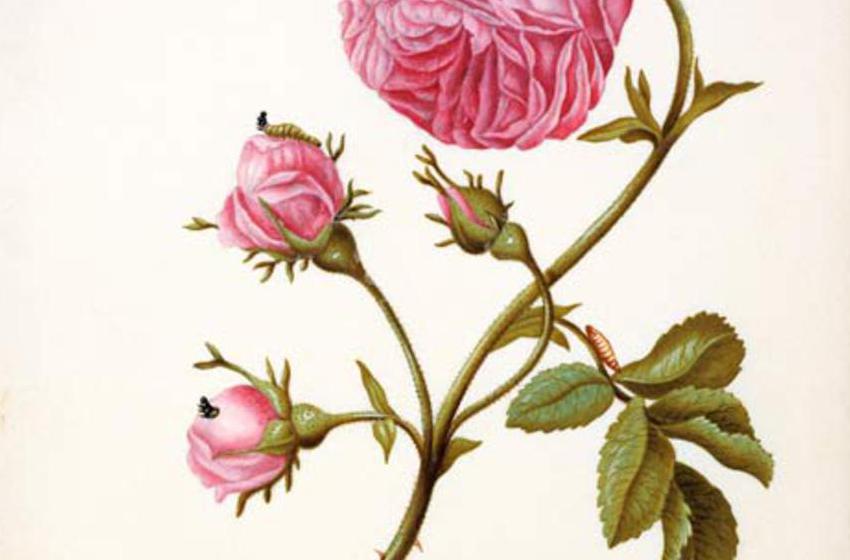 Anna Maria Sibylla Merian