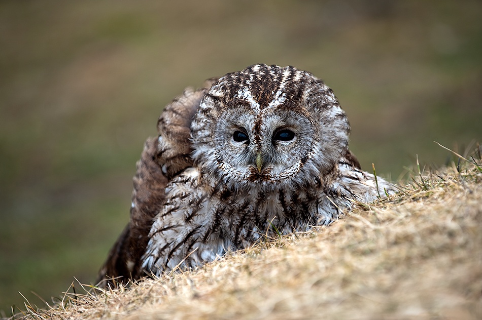 Tawny Owls a Anne Ueland