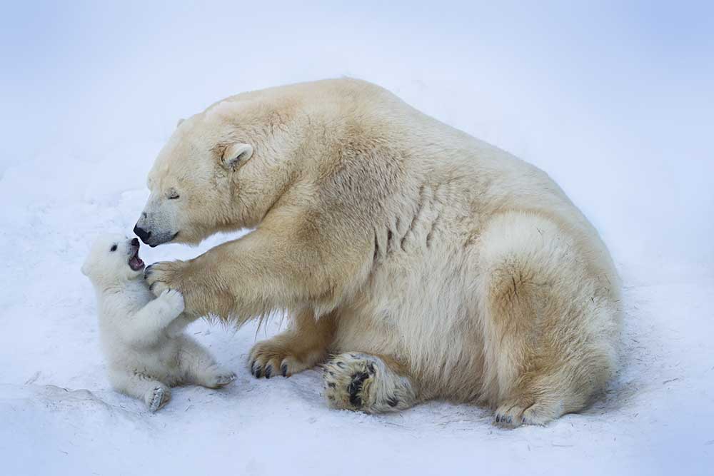 Polar bear with mom a Anton Belovodchenko
