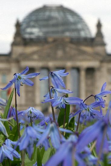 Blumenwiese vor Reichstag a Arno Burgi