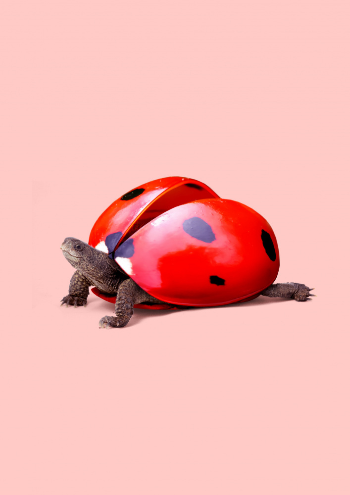 Ladybug Turtle a Artem Pozdniakov