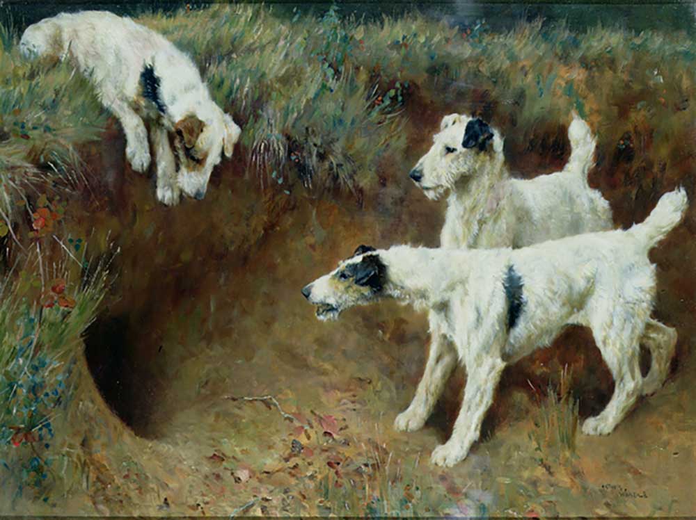 Wire-haired fox terriers by a badger set a Arthur Wardle