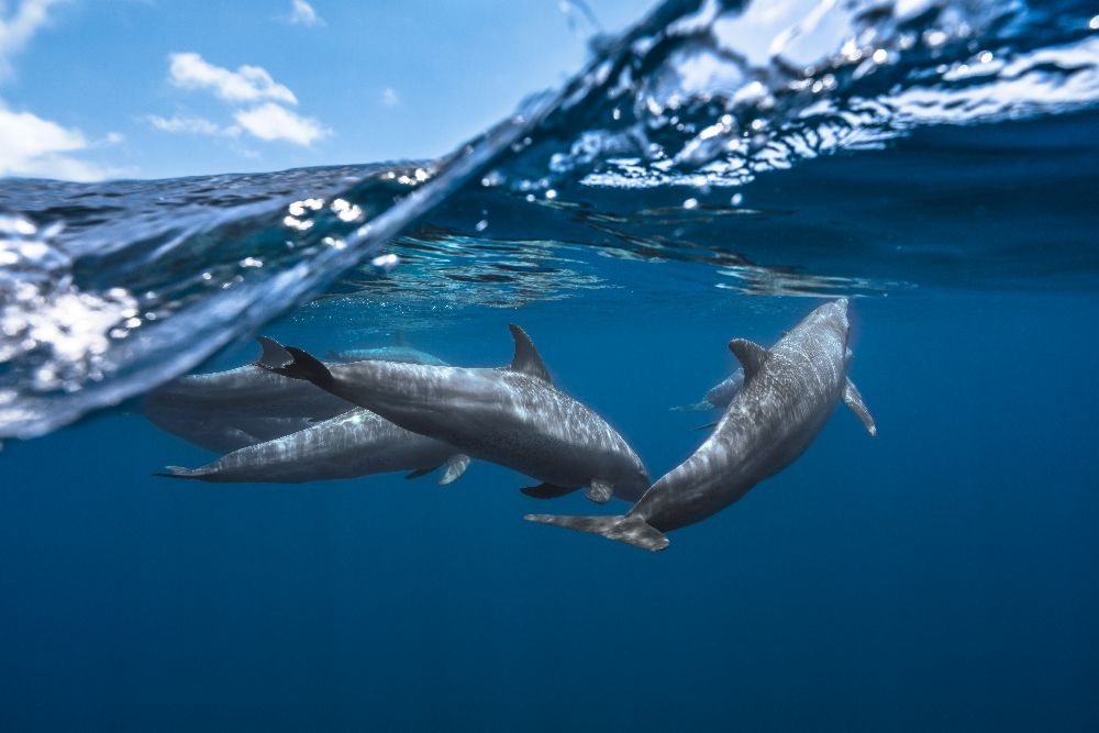 Dolphins a Barathieu Gabriel