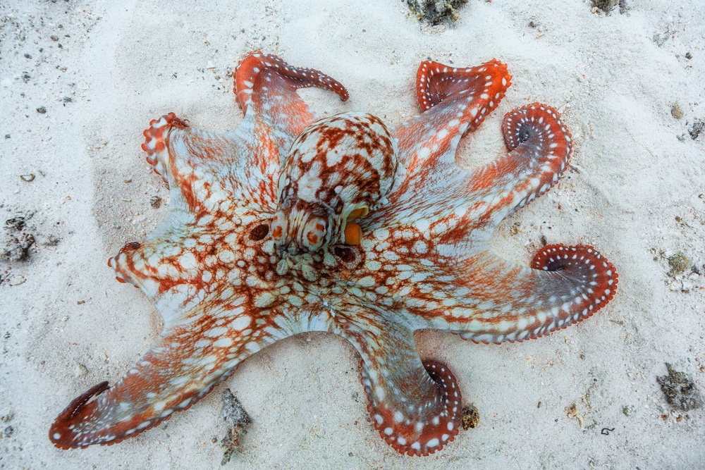 Octopus a Barathieu Gabriel