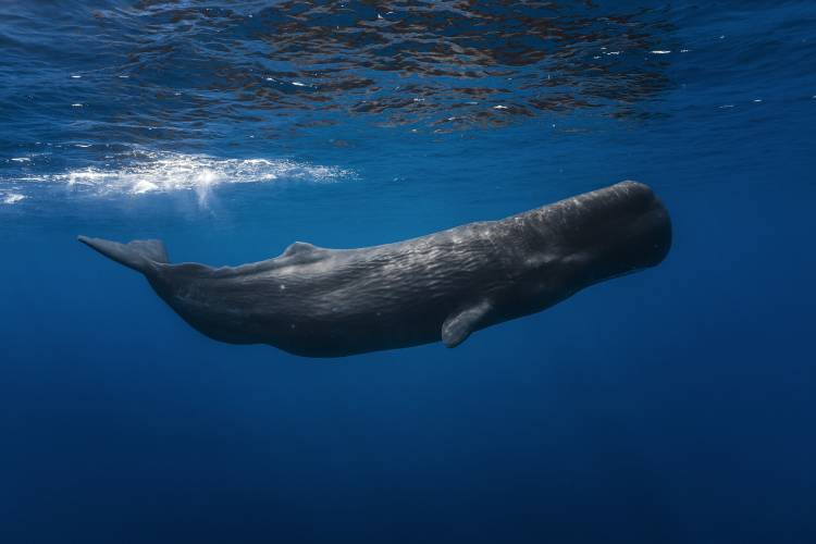 Sperm whale a Barathieu Gabriel