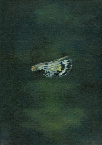 Moth Wing a Bella Larsson