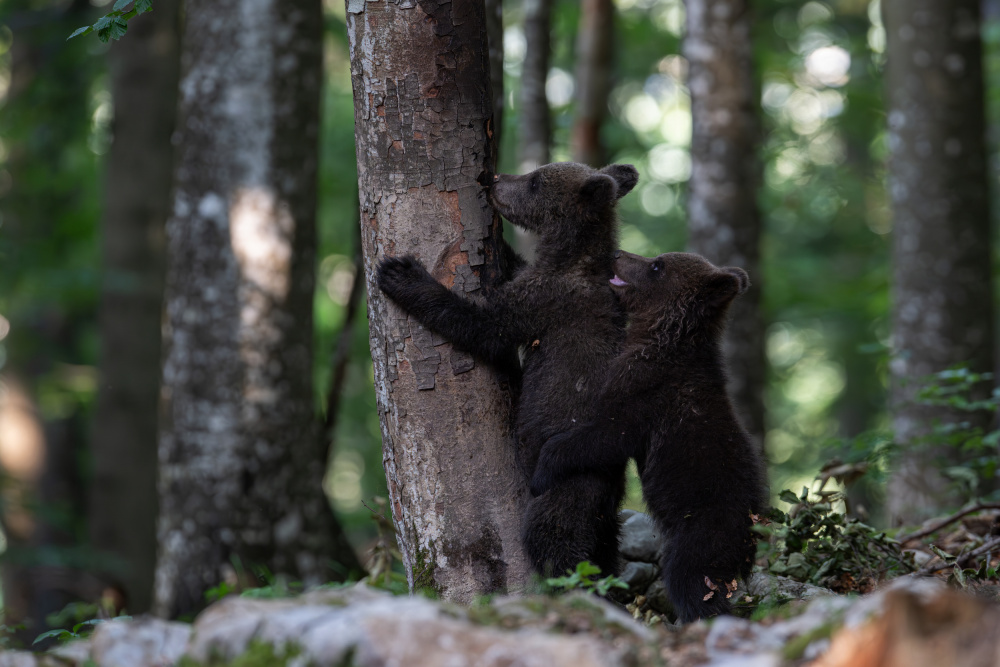 playing bear cubs 1 a Bjoern Alicke