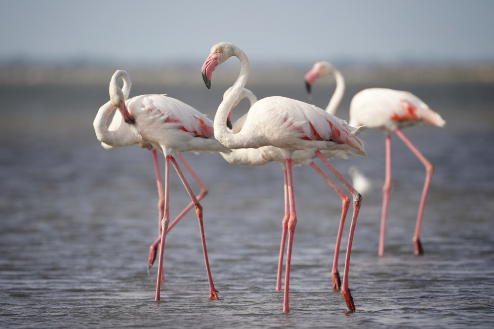 Flamingos from Provence a Boštjan Hribar