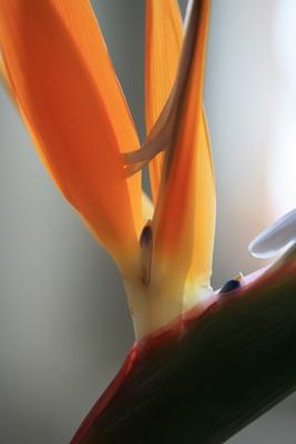 Stelizie orange Paradiesvogelblume a Brita Stein