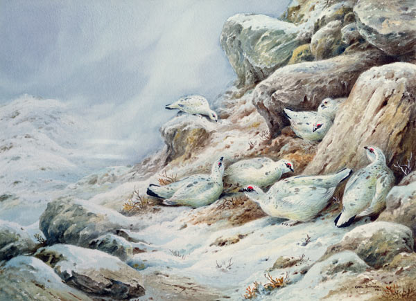 Ptarmigan in snow covered landscape  a Carl  Donner