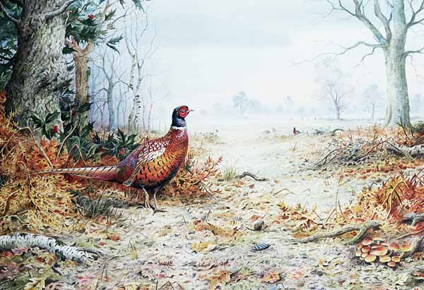 Cock Pheasant (w/c)  a Carl  Donner